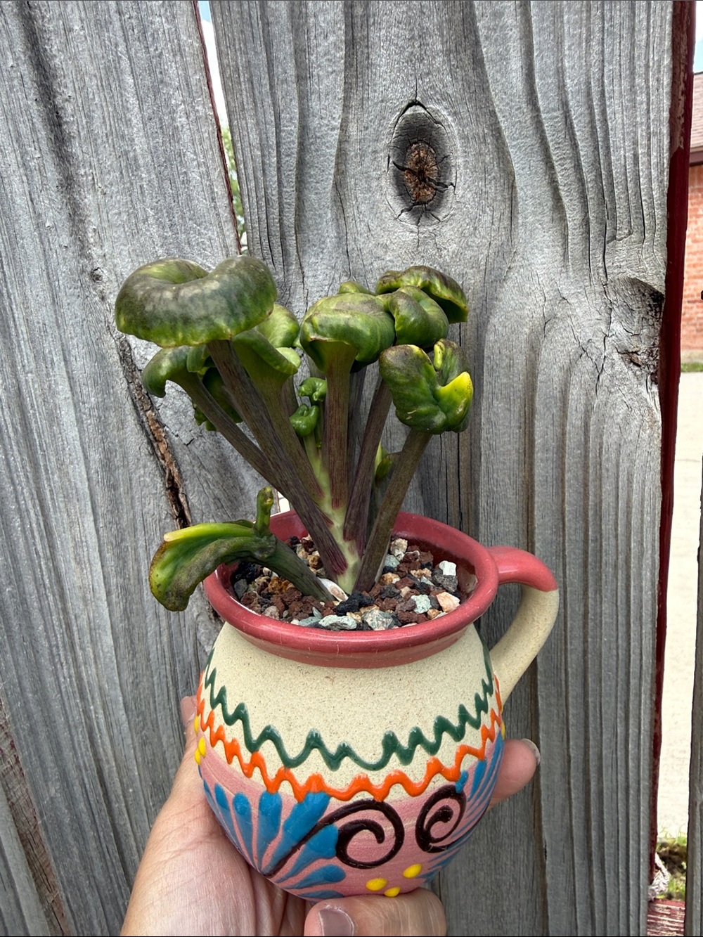 Extremely Rare & Exotic Live Succulent Plant in pot “Kalanchoe Angel Trumpet” - Picture 3 of 4